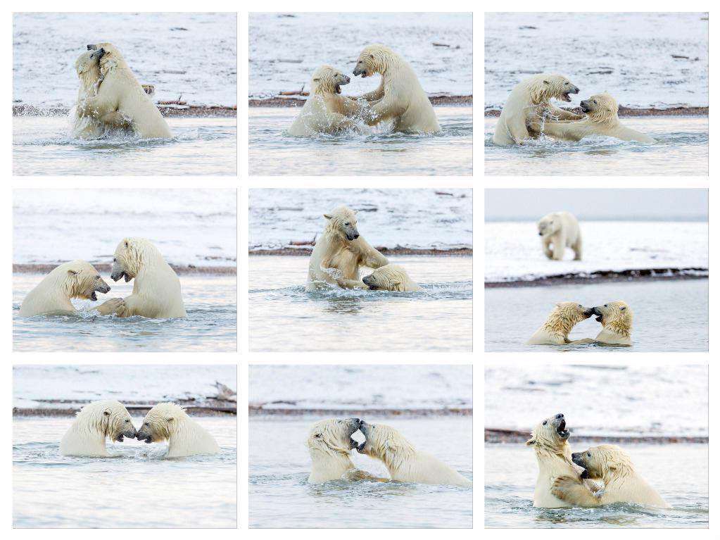 بازی دو بچه خرس قطبی در آلاسکا